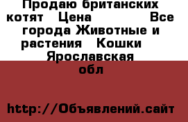 Продаю британских котят › Цена ­ 30 000 - Все города Животные и растения » Кошки   . Ярославская обл.